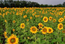 sunflower growers